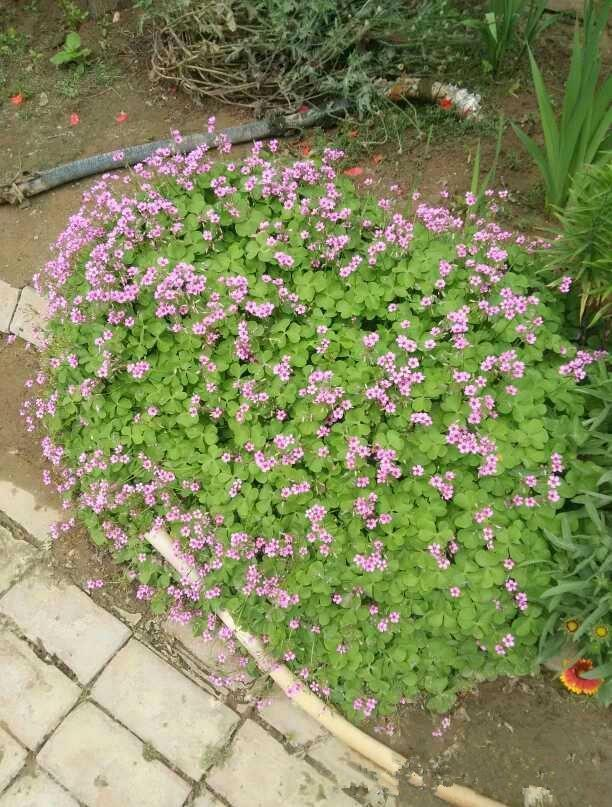 廚房吧臺裝修效果圖片_農村廚房裝修效果圖_廚房凈水器裝修效果